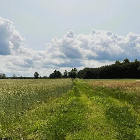Flieder In Liepe